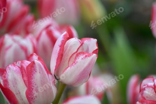Preview: Springtime- and Tulips 🌷 my favorite flower at my favorite time of the year