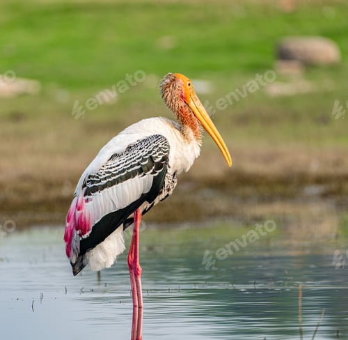 Preview: Majestic Painted Stork (Mycteria leucocephala) perched in shallow water