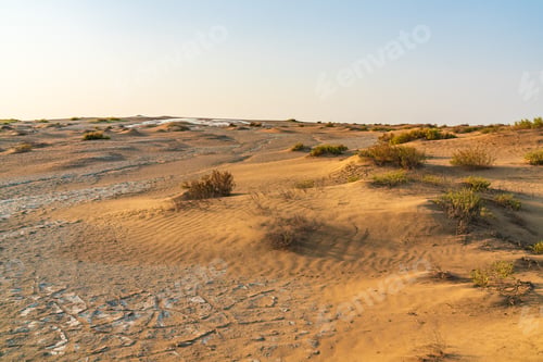 Preview: Sand dunes and sparse vegetation in the desert