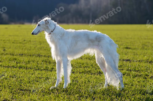 Preview: Borzoi dog