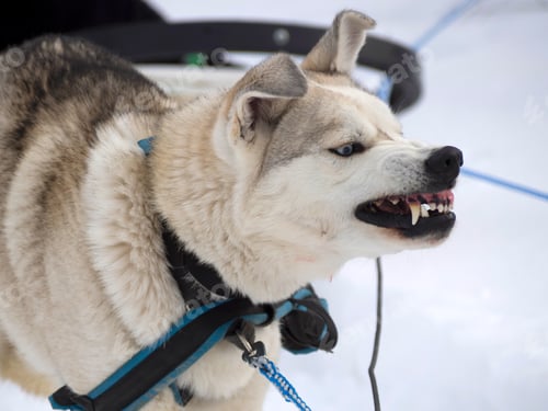 Preview: Dogs playing on snow covered field
