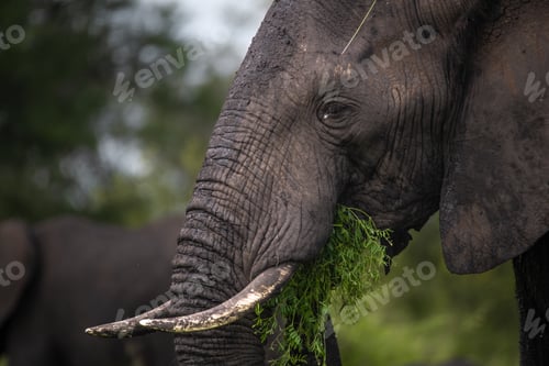 Preview: Elephant eating leaves close up in the Kruger national safari park