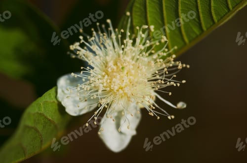 Preview: close-up a white flowers of the guava