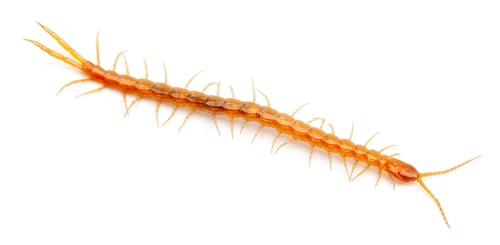 Preview: Centipede in front of white background