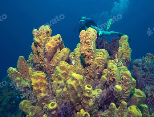 Preview: Diver exploring vibrant underwater coral reef