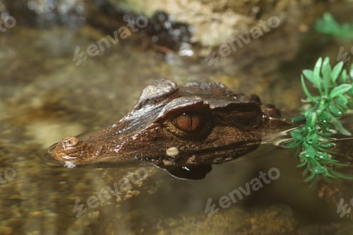 Preview: crocodile, water, alligator, nature, wild, animal, reptile, wildlife, skin, danger, dangerous, tropi