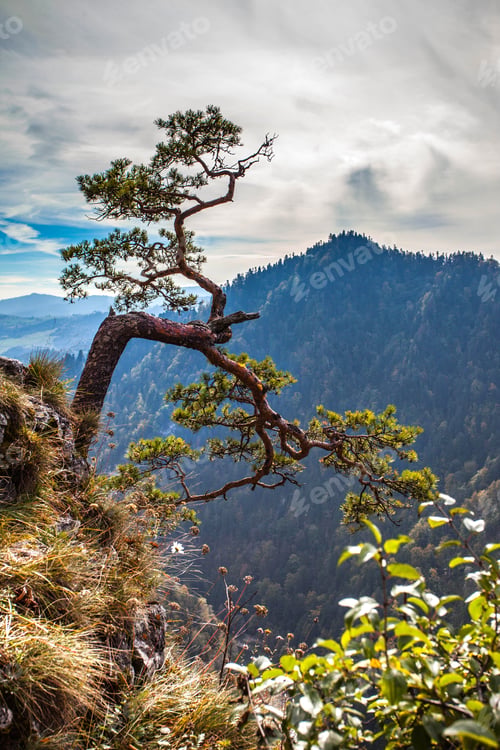 Preview: Sokolica - view of the more than 500 year old pine dwarf.