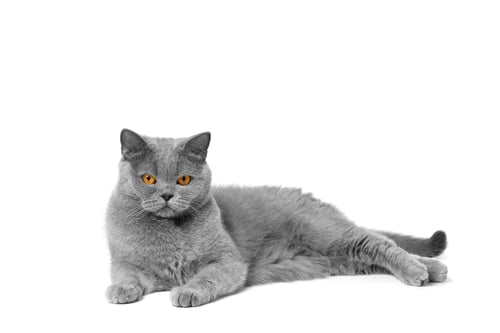 Preview: British Shorthair cat lies on a white background and looks into the camera.