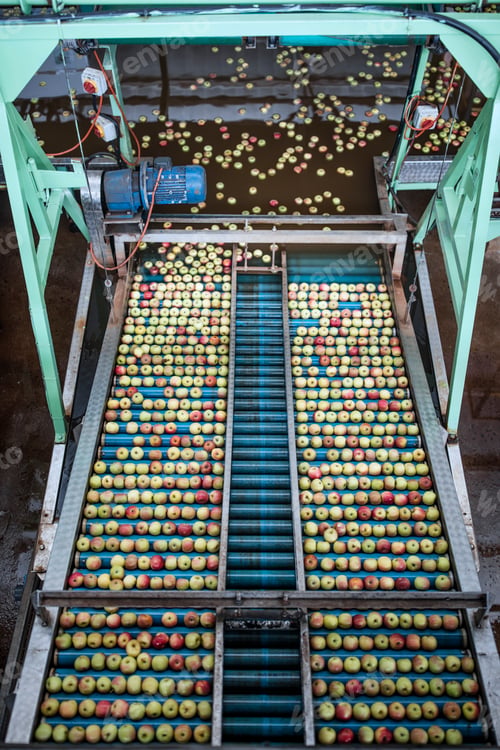 Preview: Apples in factory on conveyor belt