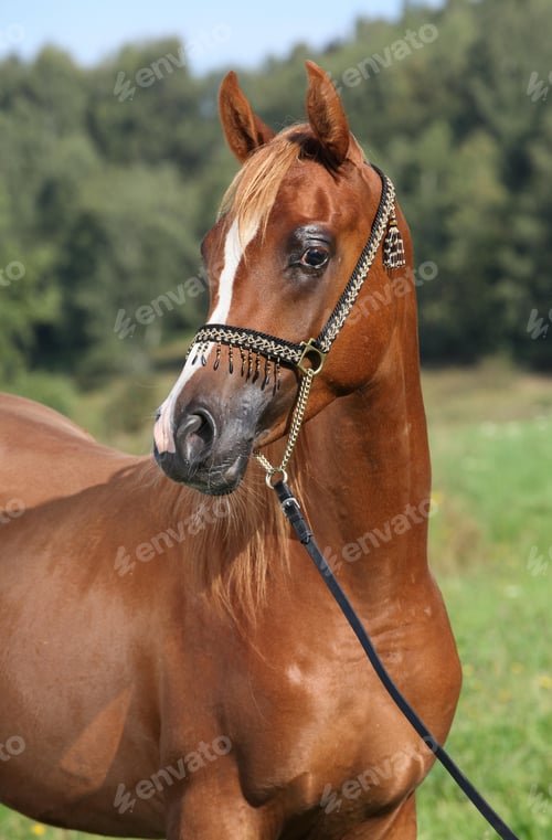 Preview: arabian, horse, mare, stallion, riding