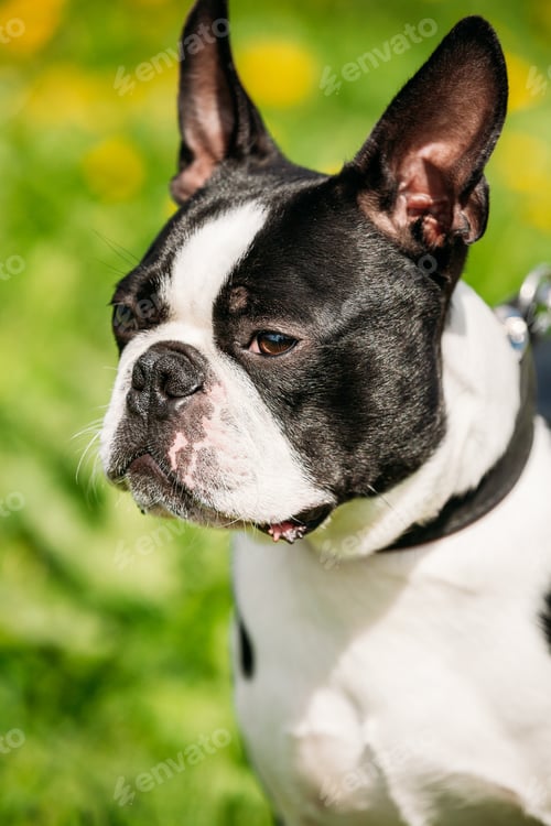 Preview: Close Up Portrait Of Young Boston Bull Terrier Dog Outdoor In Green Spring Meadow With Yellow