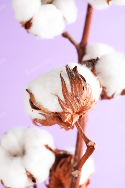 Preview: Branch with fluffy cotton flowers on lilac background, closeup
