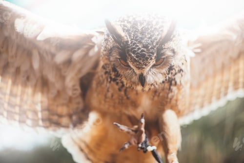 Preview: Owl on leather glove