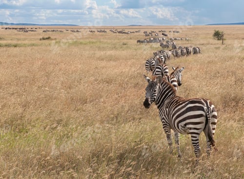 Preview: Zebras at the Serengeti National Park, Tanzania, Africa