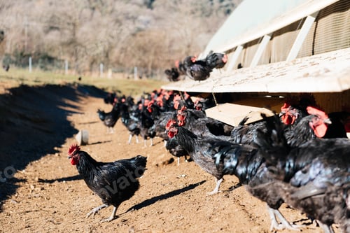 Preview: Group of black chickens feeding besides a barn on sunny day