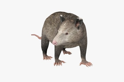 Preview: Opossum in quadrupedal stance, right profile