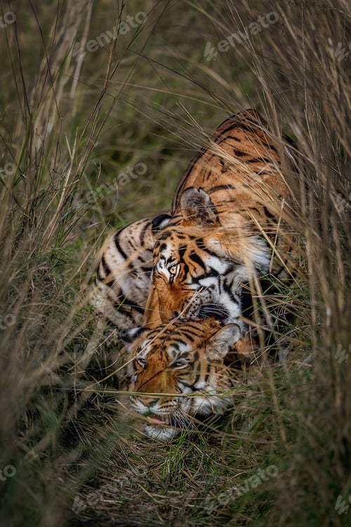 Preview: Wild love