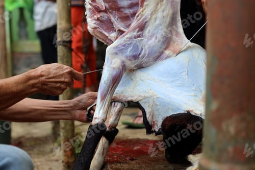Preview: The process of cutting meat for the celebration of Eid al-Adha. The Muslim's Feast of Qurban