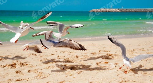 Preview: Seagulls On The Sea Beach