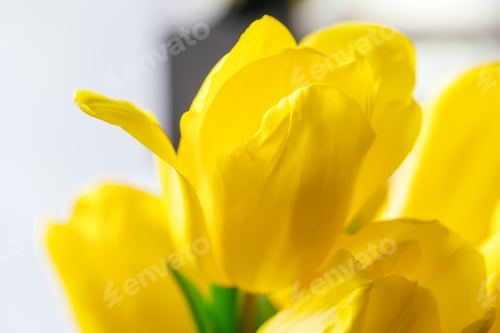 Preview: Close up image of yellow tulip