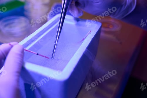 Preview: Straw with embryos immersing in cuvette with liquid nitrogen