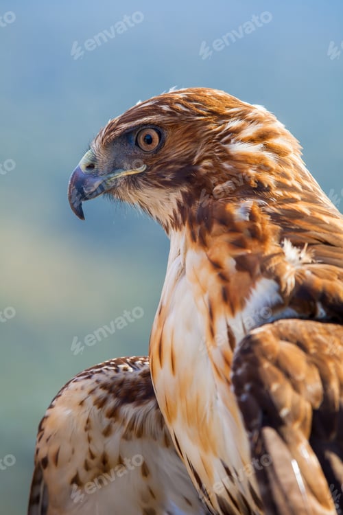 Preview: Eagle of red tail (Buteo jamaicensis)
