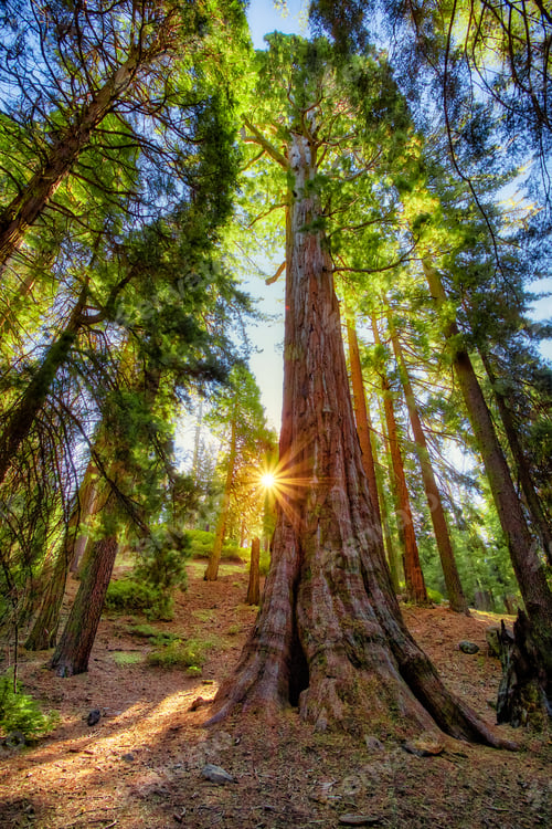 Preview: Sunrise On The Sequoia Tree, General Grant Grove, Sequoia & Kings Canyon National Park