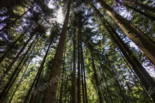 Preview: the tall trees stand in the middle of a forest with green leaves
