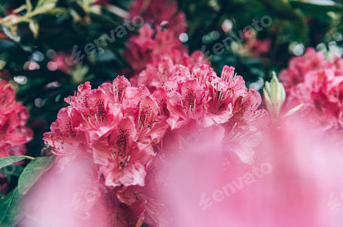 Preview: Shrubs in bloom of Pink Rhododendron