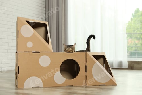 Preview: Cute tabby cat near cardboard house in room. Friendly pet
