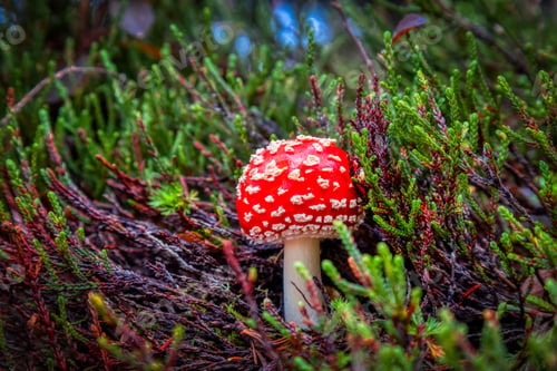 Preview: Amanita muscaria during Autumn Season in Garibaldi Provincial Park