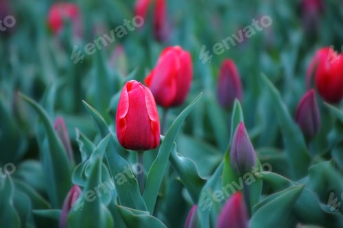 Preview: Red tulip