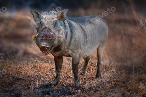 Preview: Common Warthog (Phacochoerus africanus) African Suine