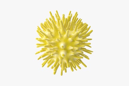 Visualização: Estrutura detalhada do vírus da hepatite C