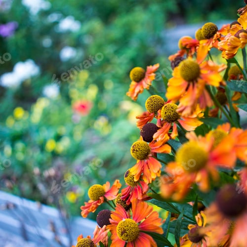 Preview: yellow daisy in garden at sunday