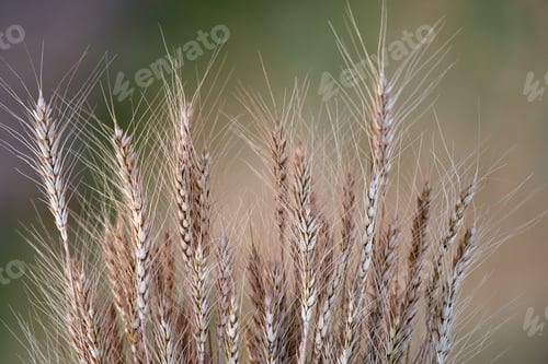 Preview: Close-up view of the ears of wheat