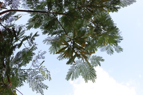 Preview: Tree branches towards the sky