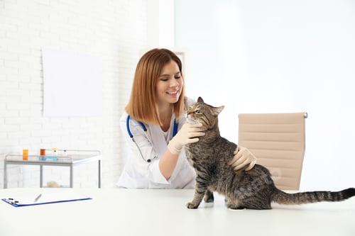 Preview: Professional veterinarian examining cute cat in clinic
