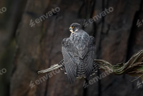 Preview: A Peregrine Falcon Hunting for Birds