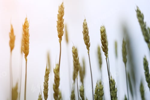 Preview: young green ears of wheat gloomy weather. Wheat field grows for bread. Traditional farming. Ripening