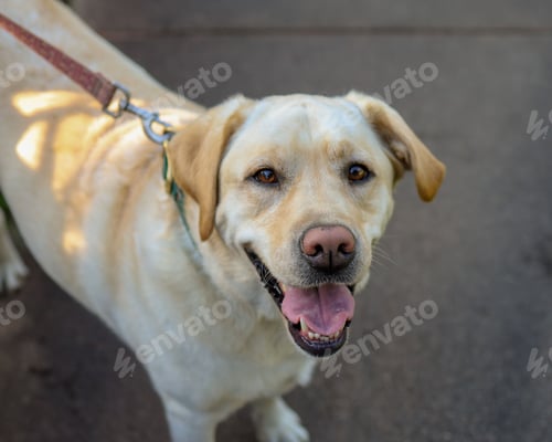 Preview: Beautiful shot of a Labrador Retriever staring at the camera