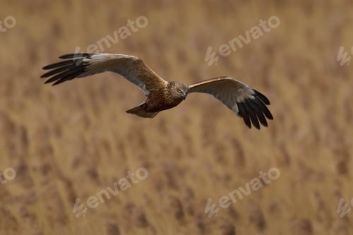 Preview: Western marsh harrier (Circus aeruginosus)