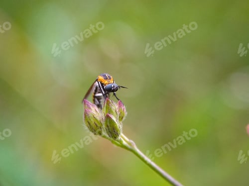 Preview: Toxophora, Nature background photo