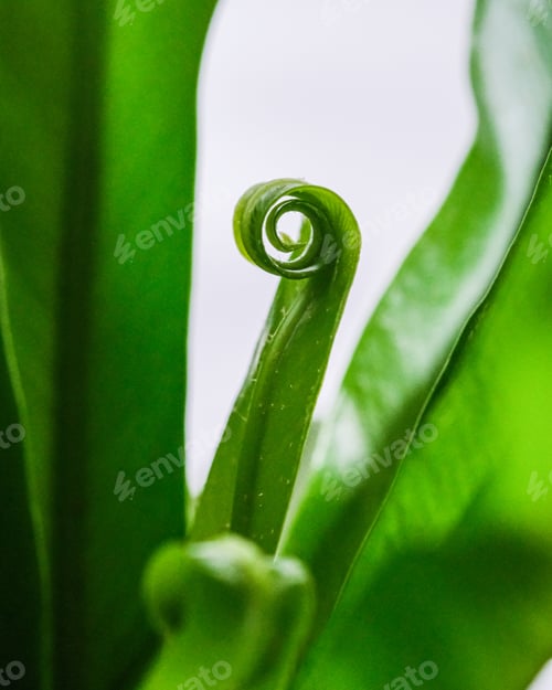 Vista previa: Closeup of the growing green leaf of a plant