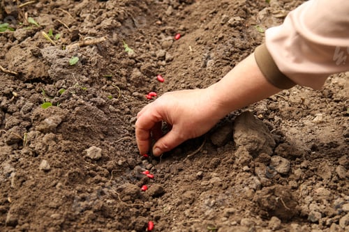 Preview: Hand planting seedlings in soil, nurturing the growth of vegetable or plant seedlings. Close up. Red