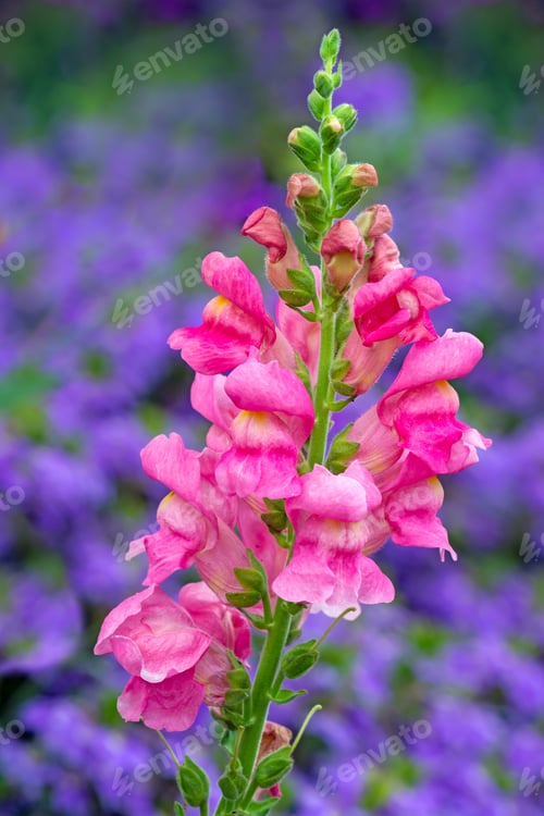 Preview: Yellow dragon flower in the garden