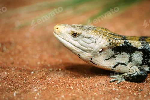Preview: Popular pet gecko, gecko a night active lizard
