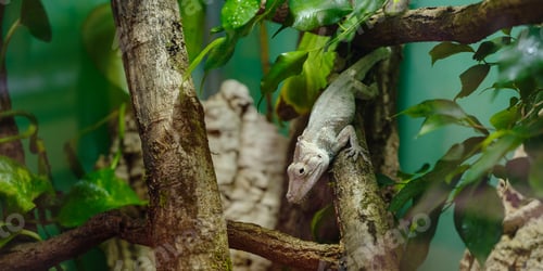 Preview: white lizard lying in the branch in terrarium