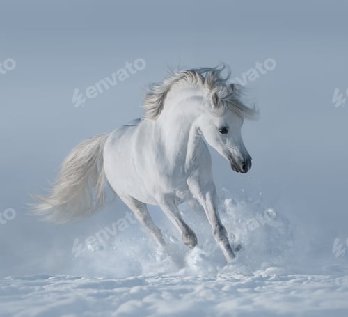Preview: White Horse