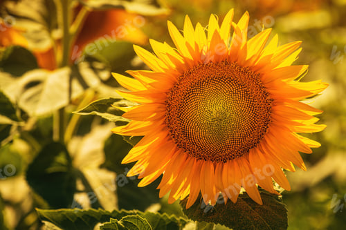 Preview: Beautiful flower head with unripe oily seeds of common sunflower on agricultural field